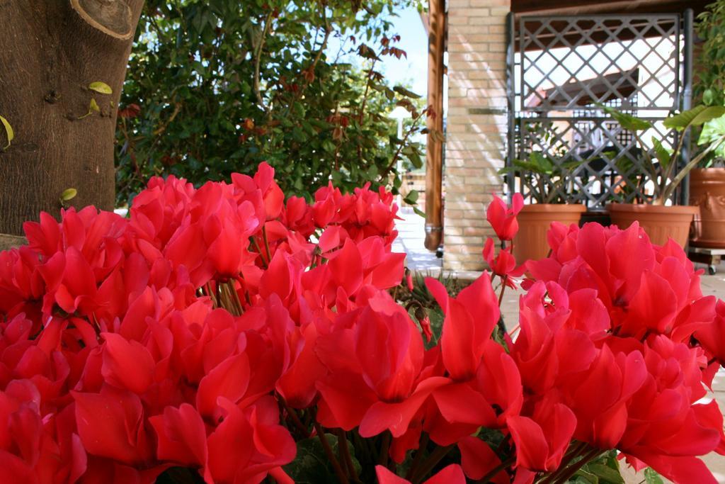 Villa Mara B&B Ното Екстериор снимка